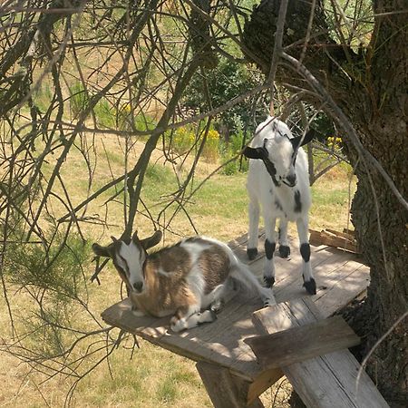 Certine Agriturismo Asciano Eksteriør bilde