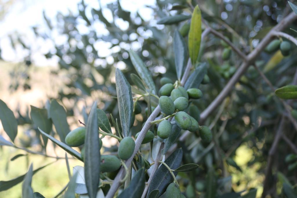 Certine Agriturismo Asciano Eksteriør bilde