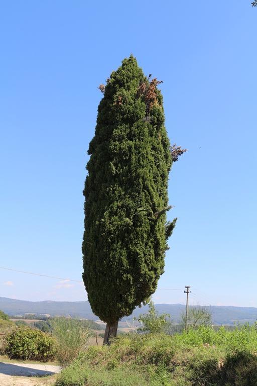 Certine Agriturismo Villa Asciano Eksteriør bilde