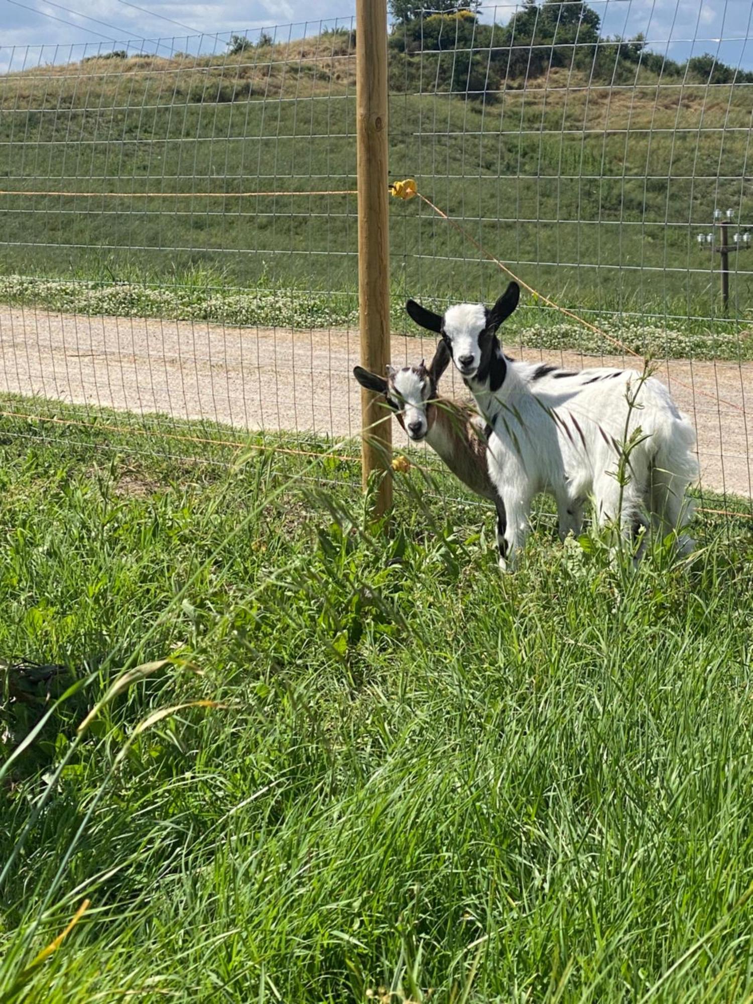 Certine Agriturismo Asciano Eksteriør bilde