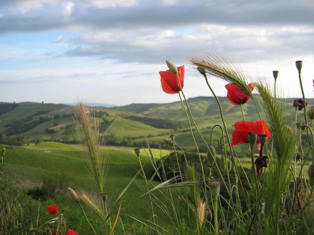 Certine Agriturismo Villa Asciano Eksteriør bilde